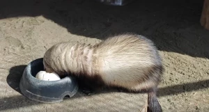 Хорек продемонстрировал свой невероятный аппетит