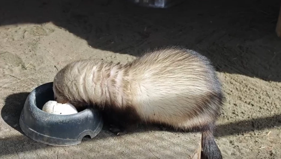 Хорек продемонстрировал свой невероятный аппетит