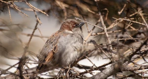 Воробей в Барнауле, 2025 год.
