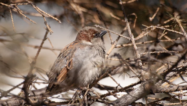 Воробей в Барнауле, 2025 год.