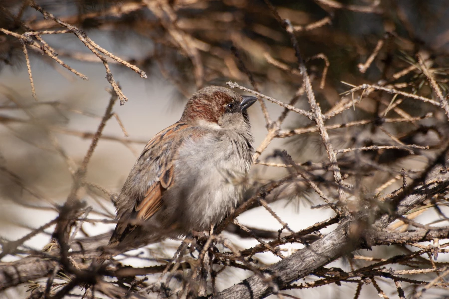 Воробей в Барнауле, 2025 год.