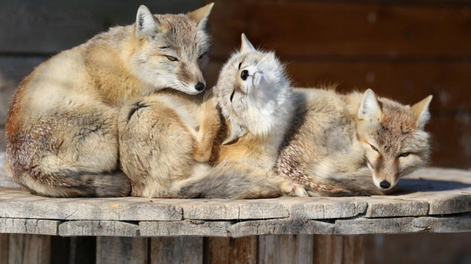 Лисы- корсаки.