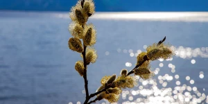 Пожелтевшая верба.