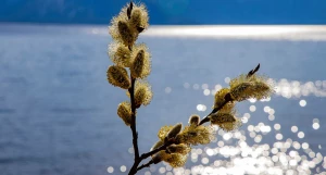 Пожелтевшая верба.