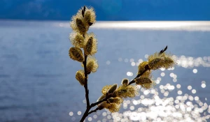 Пожелтевшая верба.