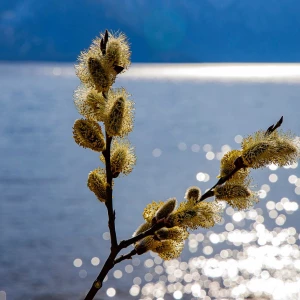 Пожелтевшая верба.