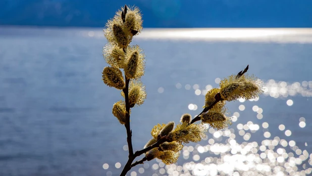 Пожелтевшая верба.