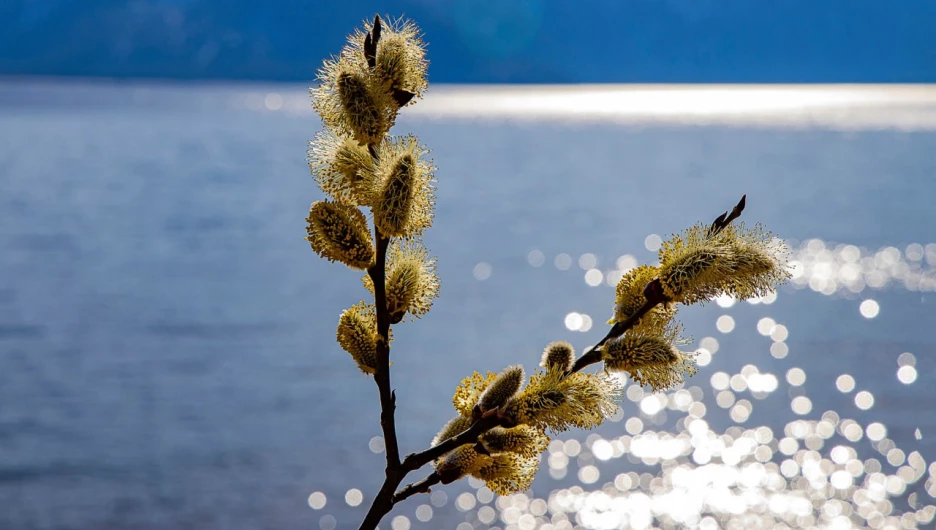 Пожелтевшая верба.