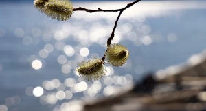 Пожелтевшая верба.