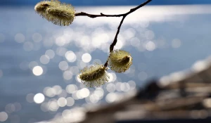 Пожелтевшая верба.