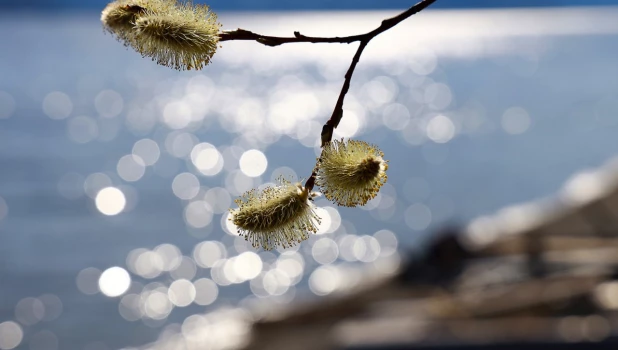 Пожелтевшая верба.