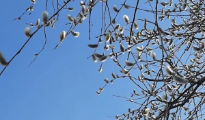 Цветение вербы в Алтайском крае в самом разгаре