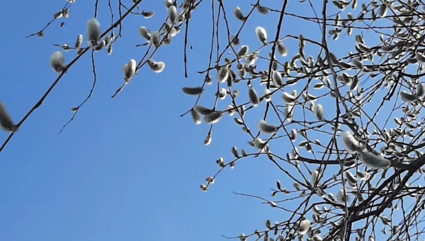 Цветение вербы в Алтайском крае в самом разгаре