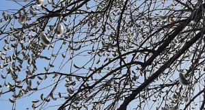 Цветение вербы в Алтайском крае в самом разгаре