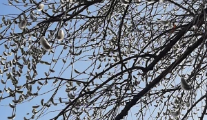 Цветение вербы в Алтайском крае в самом разгаре