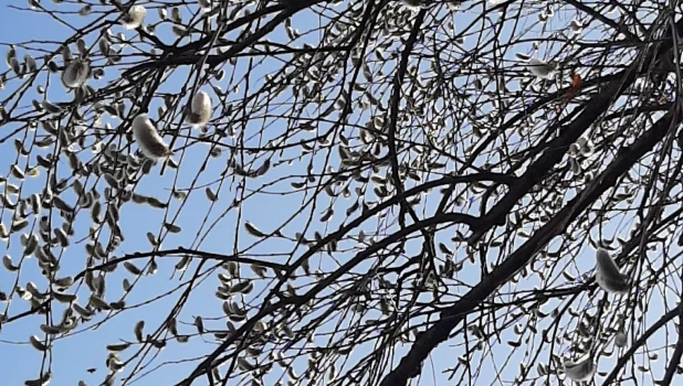 Цветение вербы в Алтайском крае в самом разгаре