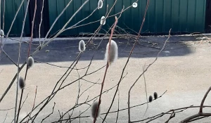 Цветение вербы в Алтайском крае в самом разгаре