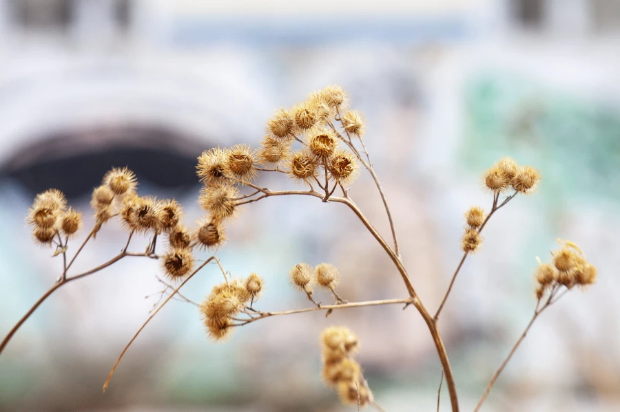 Пустырь за ТЦ «Европа» .