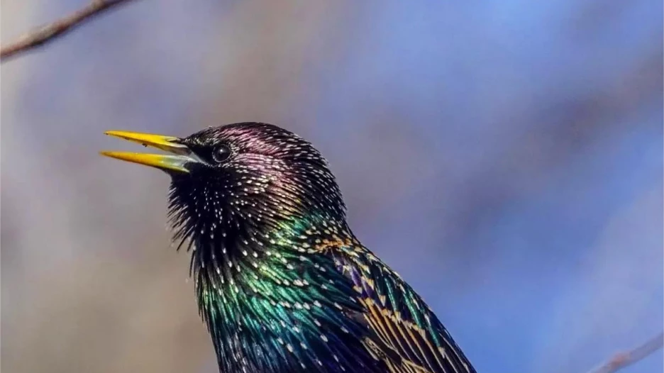 Разноцветного скворца засняли на Алтае.