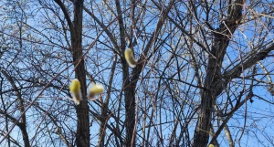 Цветущая верба.