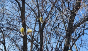 Цветущая верба.