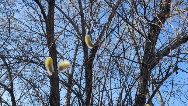 Цветущая верба.