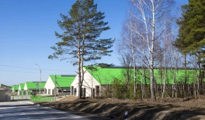 Молочный комплекс «Яново» в Заринском районе.