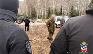 В Алтайском крае полицейские задержали «черных лесорубов».
