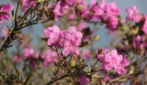 Цветение маральника началось в Горном Алтае. Эффектные фото