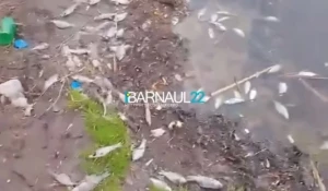 Массовая гибель рыбы в селе Лебяжье.