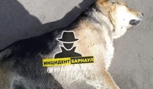 В Волчихе расстреляли домашнюю собаку.