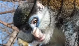 Мартышка в барнаульском зоопарка
