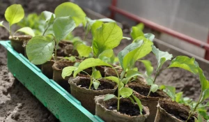 Рассада баклажанов.