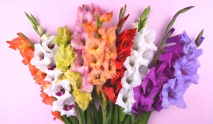 Гладиолусы.