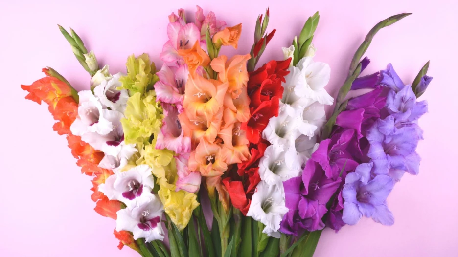 Гладиолусы.