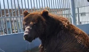 Медведь Миша 