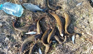 Алтайские рыбаки похвастались уловом.