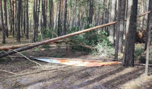 Деревья на Трассе здоровья полегли из-за мощного ветра в Барнауле.