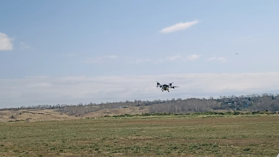 Алтайские поля. Дрон опрыскивает поле.