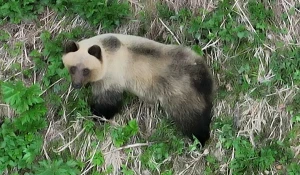 Медведь в тайге.