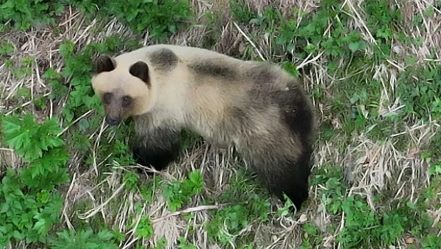 Медведь в тайге.