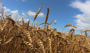 Пшеница алтайской селекции