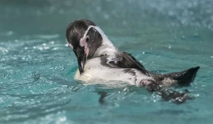 Пингвин Гумбольдта.