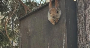 Белка в парке «Изумрудный».