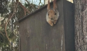 Белка в парке «Изумрудный».