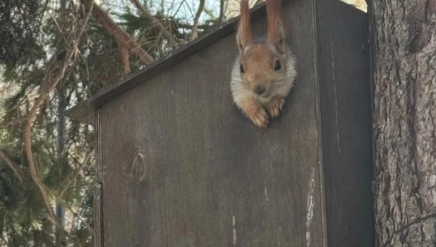 Белка в парке «Изумрудный».