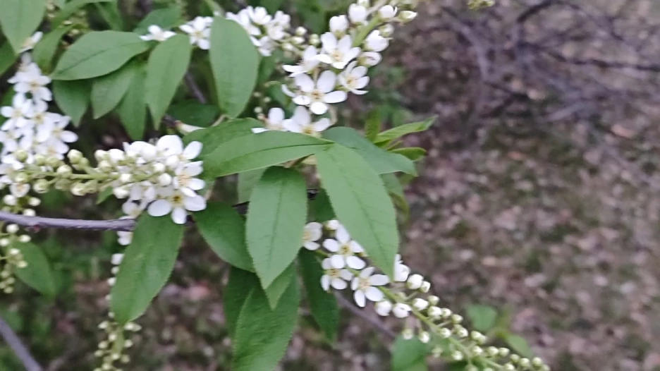 Апрельские цветы.