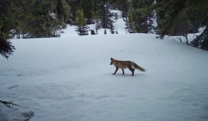 Высокогорье Алтайского заповедника в конце апреля.