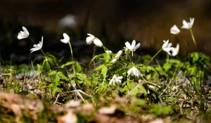 Цветы в Алтайском заповеднике.