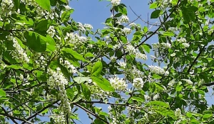 Цветение черемухи в Барнауле 